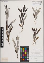 Foto von Salix eleagnos Scop.